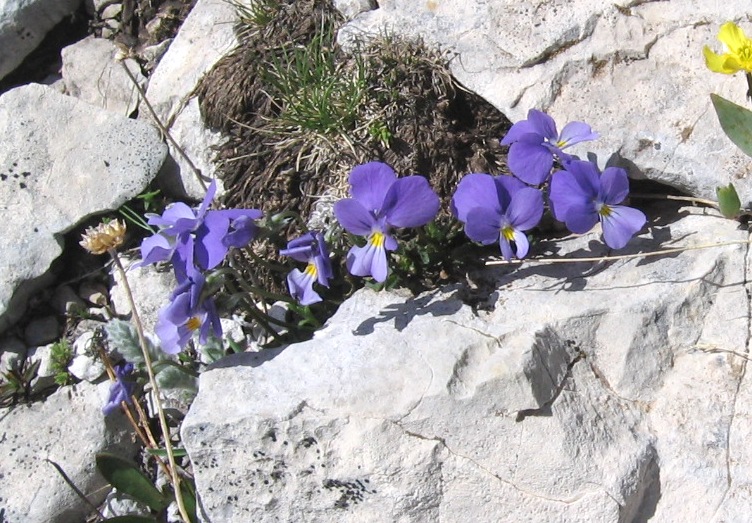 Viola magellensis e Viola eugeniae a confronto